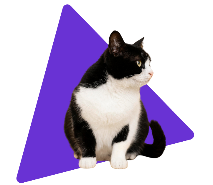 gato-header