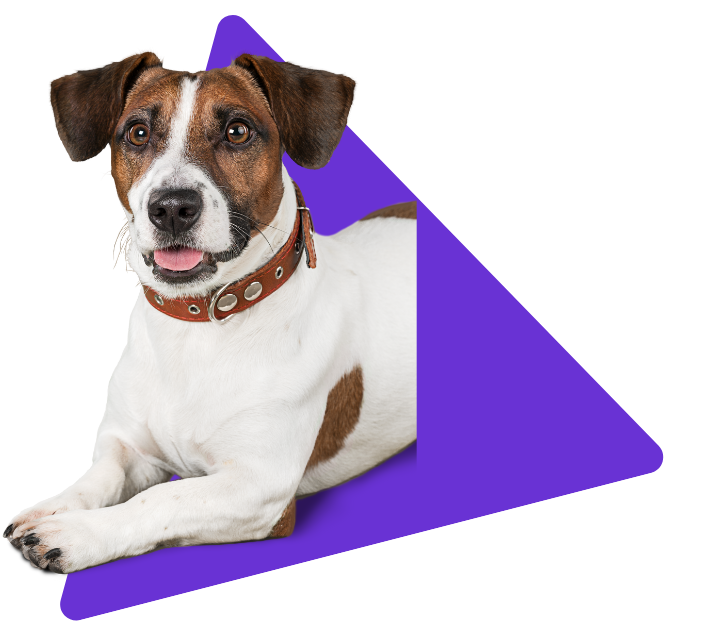 perro-header